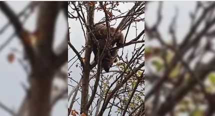 Ağaca çıkan yavru ayı mahsur kaldı...