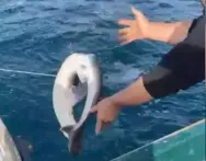 Balıkçıların ağına köpek balığı takıldı...