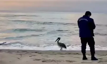 Yolunu şaşırıp sahile indi... İlk defa görüldü...