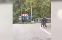 Üzerine koşan domuzdan son anda kurtuldu...