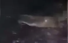 Su samurunu balıkla beslediler...