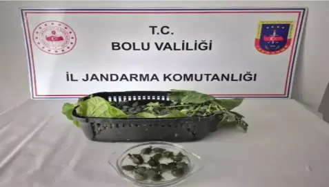 Ülkeye sokulması yasak olan 500 su kaplumbağası ele geçirildi...
