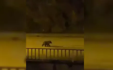 Caddede koşup çöpleri karıştırdı... Kameralara böyle yansıdı