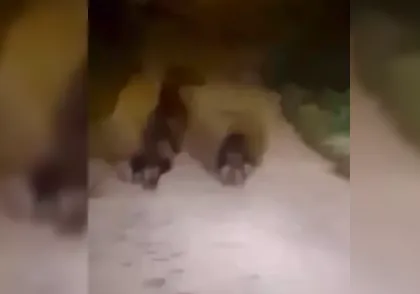 Bozayı ve 2 yavrusu cep telefonu ile görüntülendi...