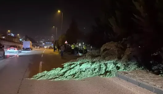 Önce aydınlatma direğine, sonra ağaçlara çarptı...