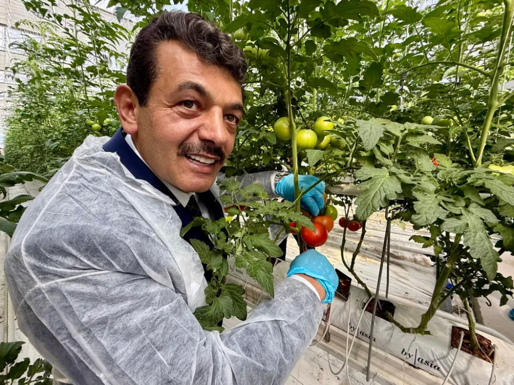 Çaycuma’da Domates Serasında İlk Hasat Heyecanı
